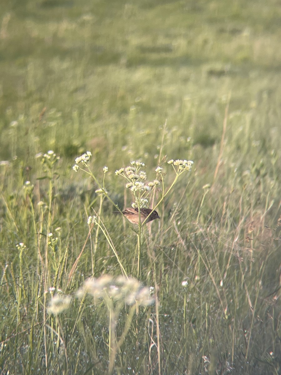 Grasshopper Sparrow - ML576306381