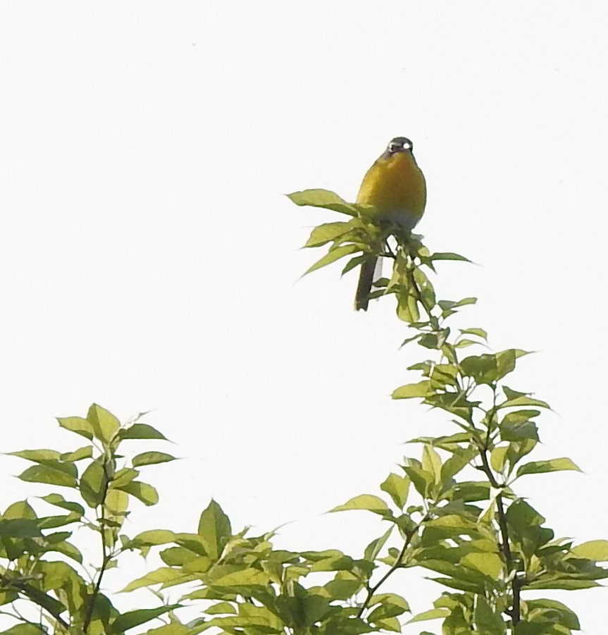 Yellow-breasted Chat - ML576306391
