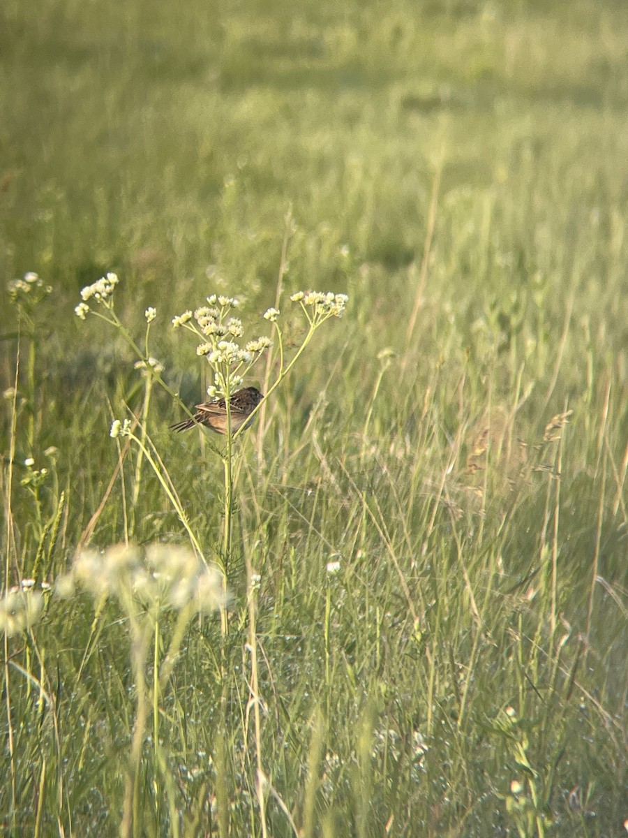 Grasshopper Sparrow - ML576306401