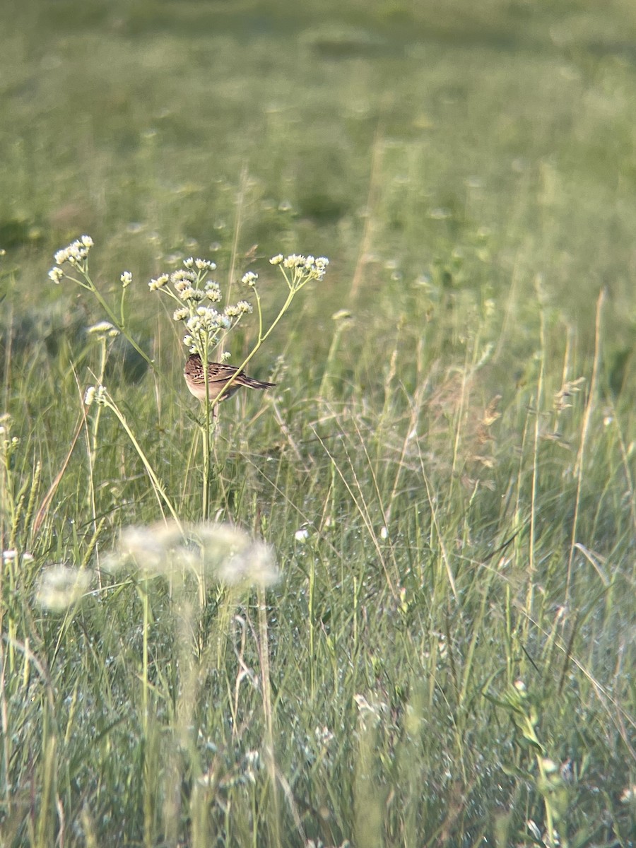 Grasshopper Sparrow - ML576306411
