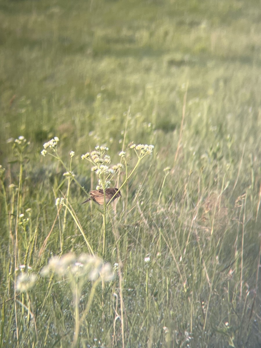 Grasshopper Sparrow - ML576306421