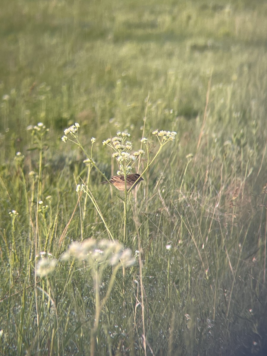Grasshopper Sparrow - ML576306431