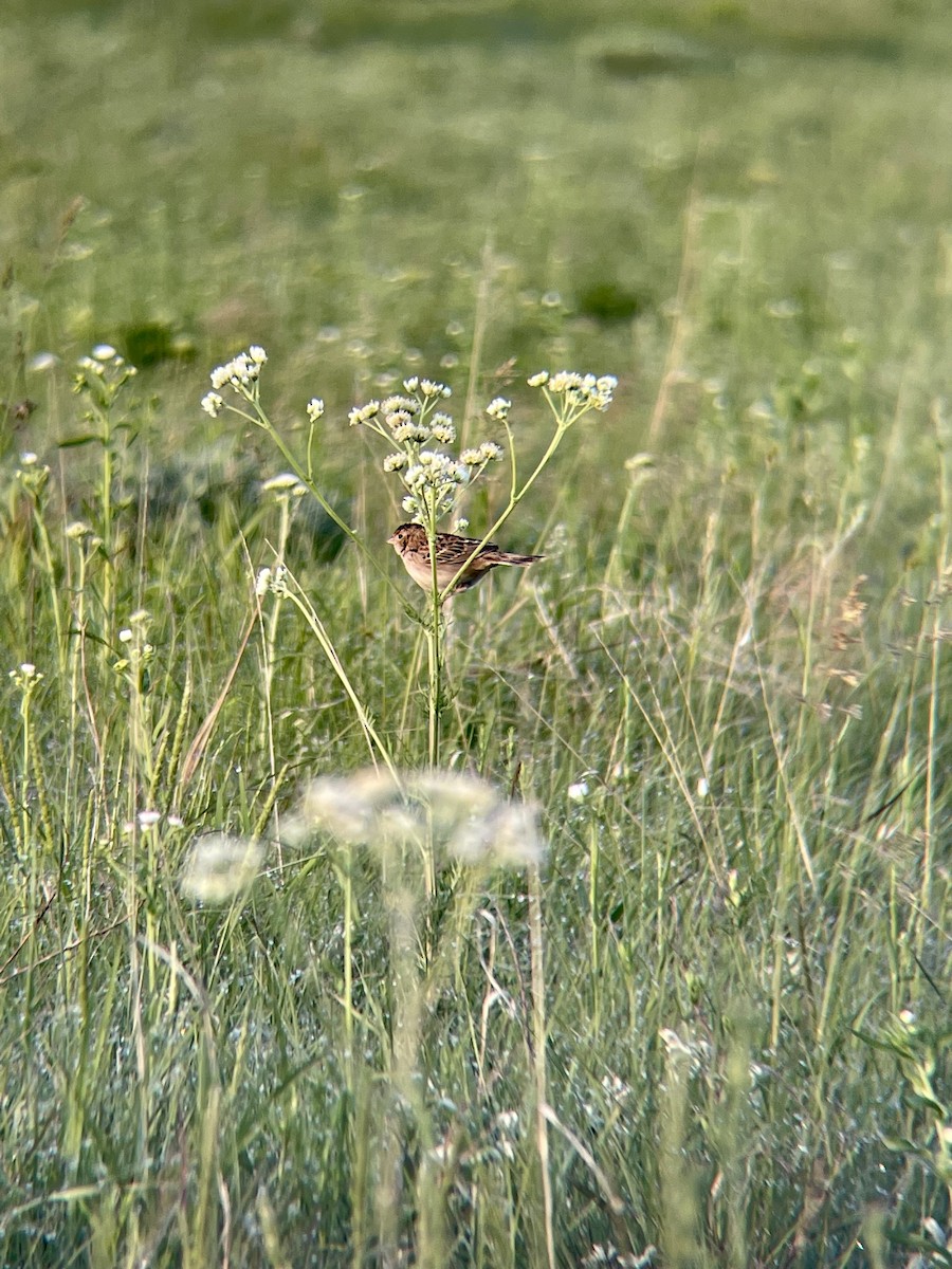 Grasshopper Sparrow - ML576306441