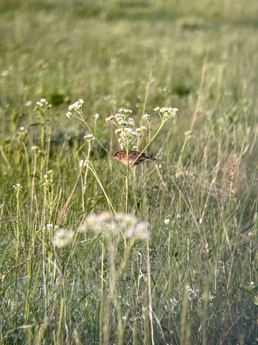 Grasshopper Sparrow - ML576306451