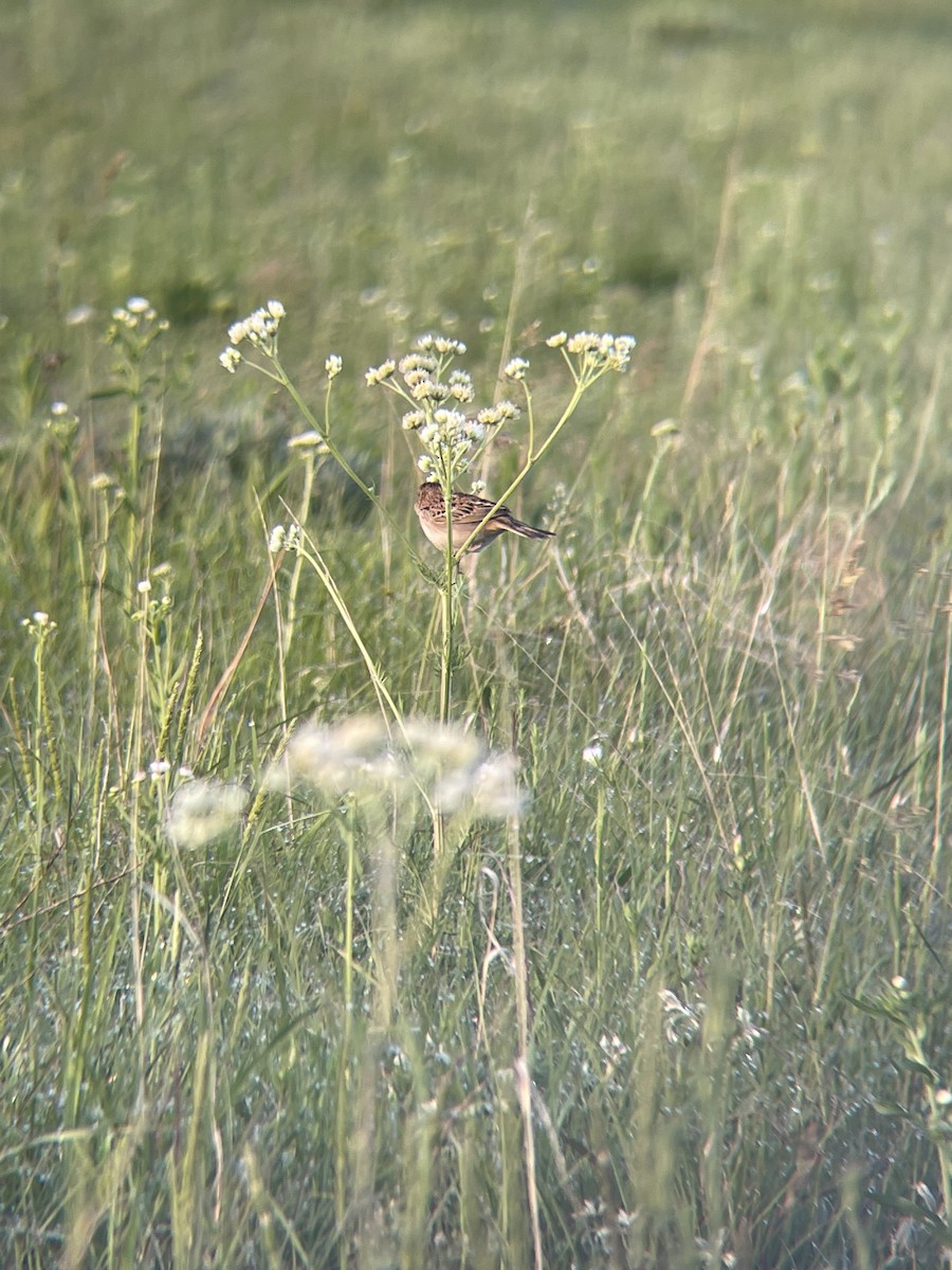 Grasshopper Sparrow - ML576306461
