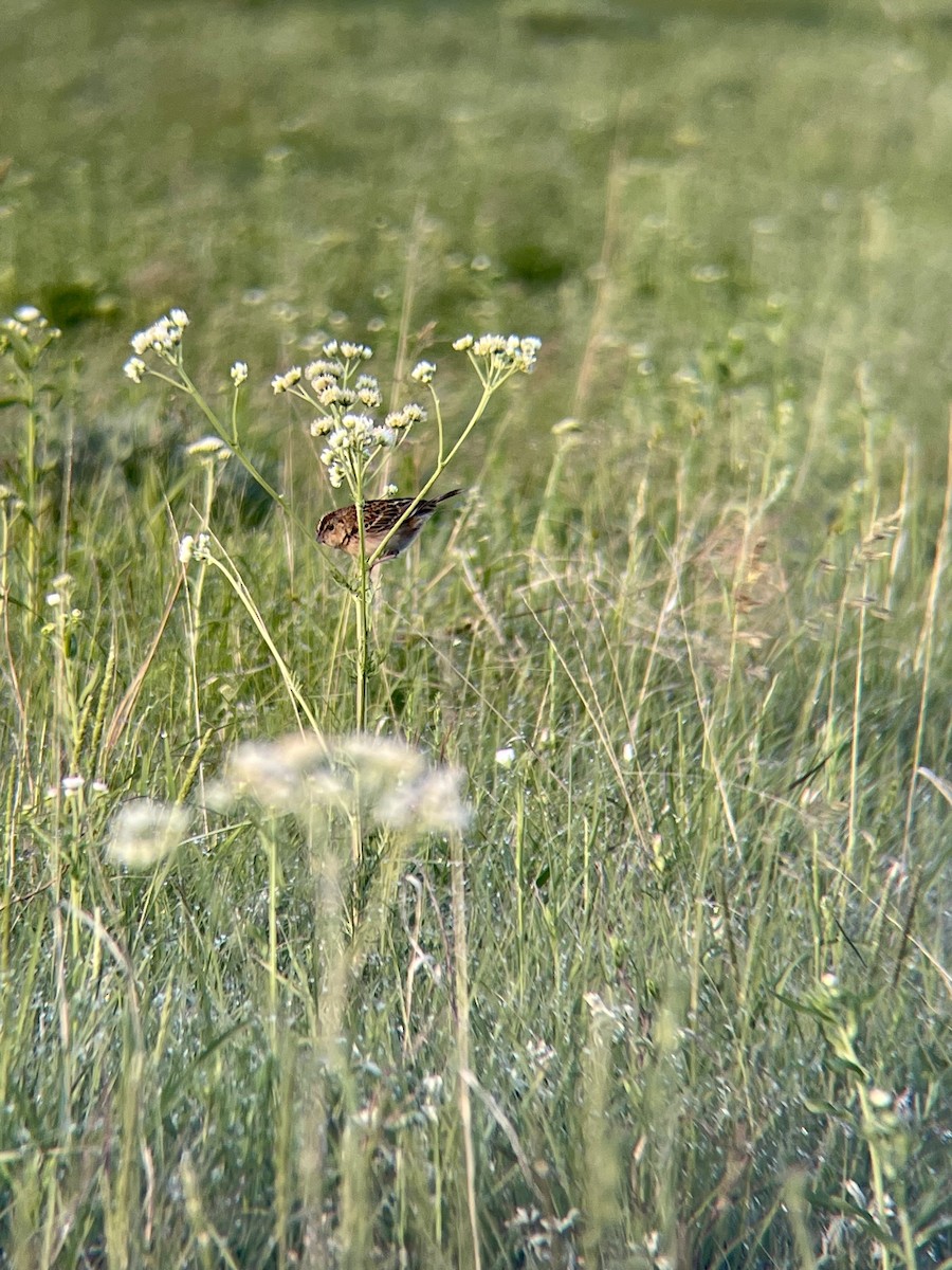 Grasshopper Sparrow - ML576306471
