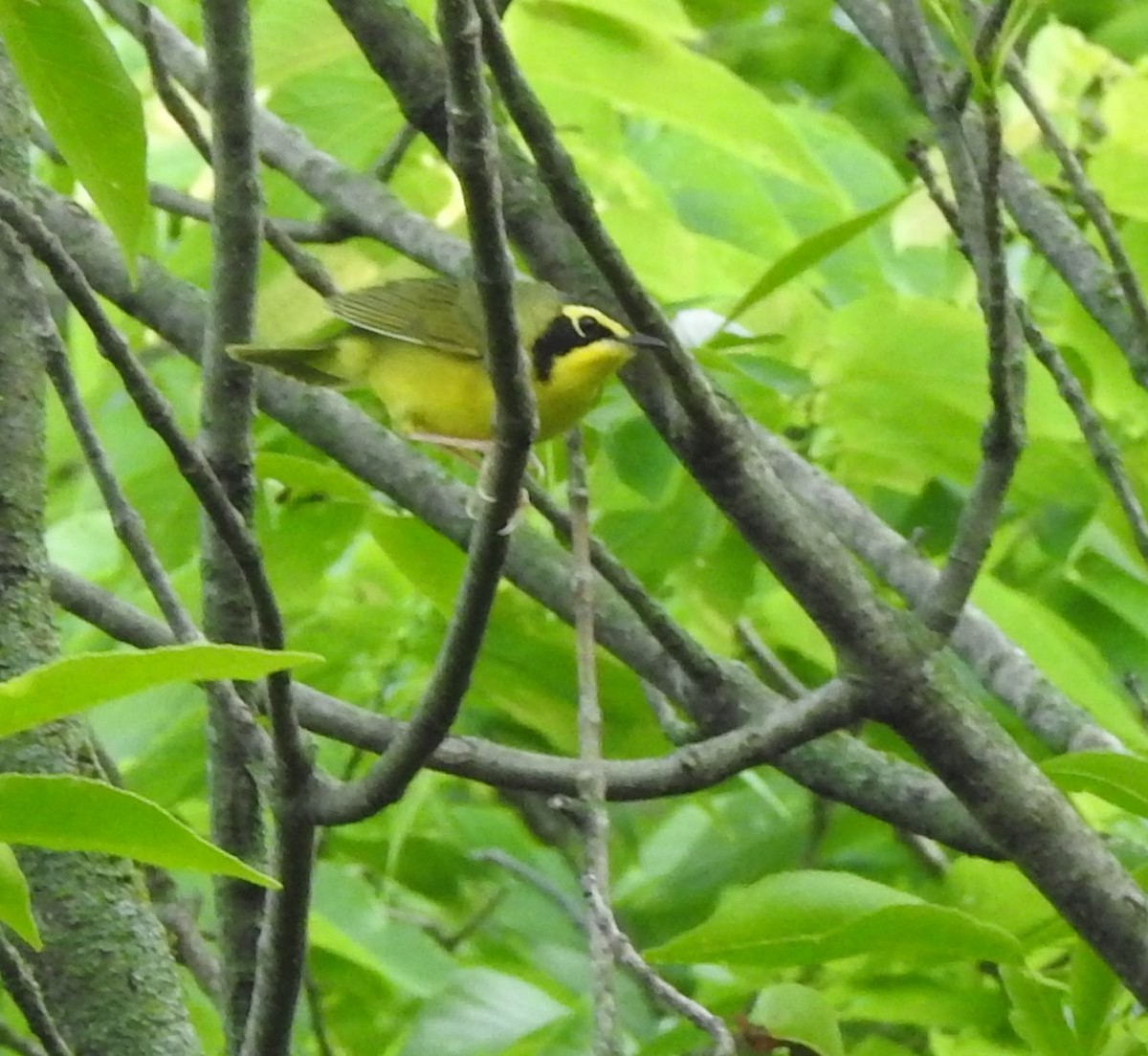 Kentucky Warbler - ML576306511