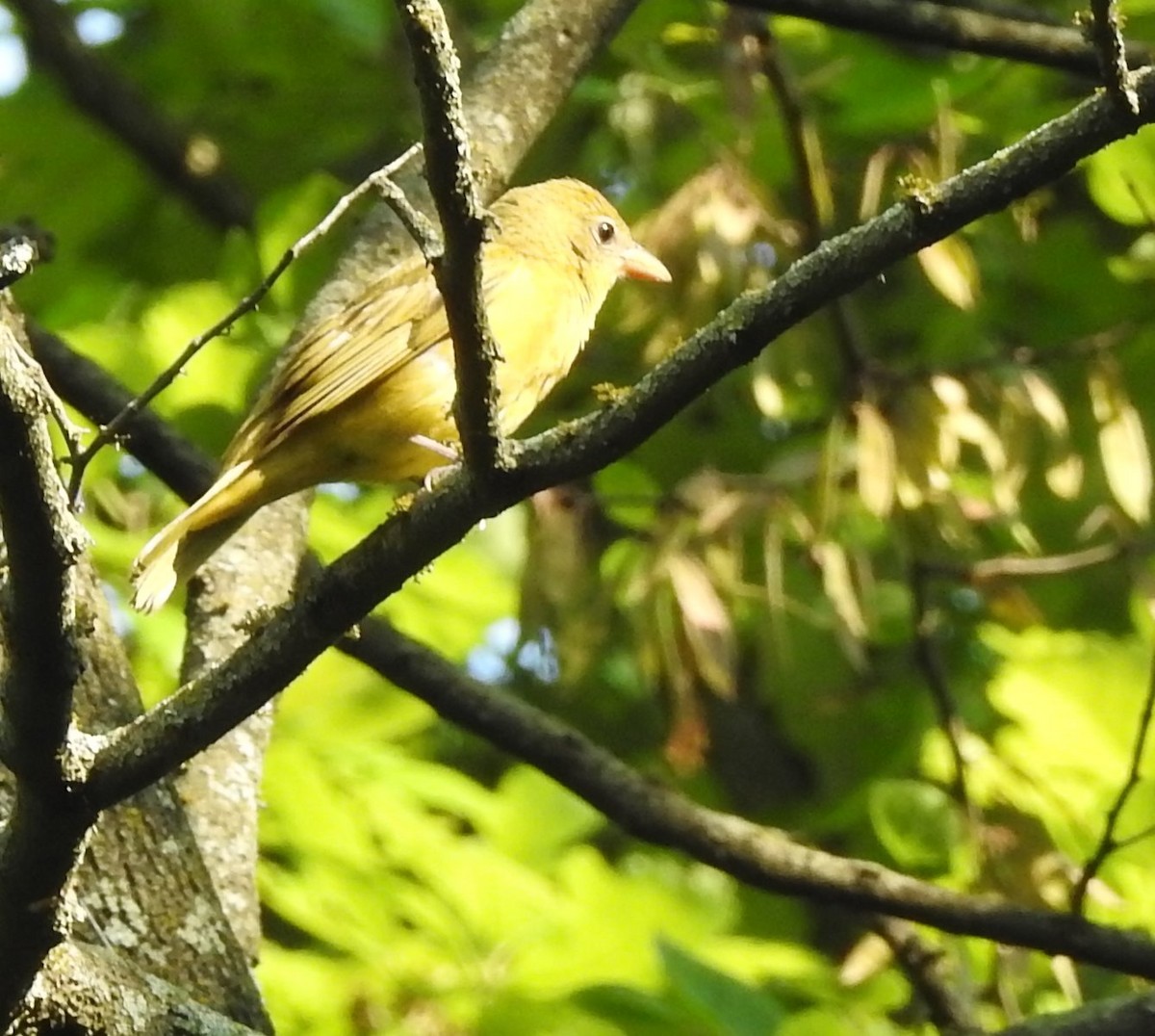 Summer Tanager - ML576306561