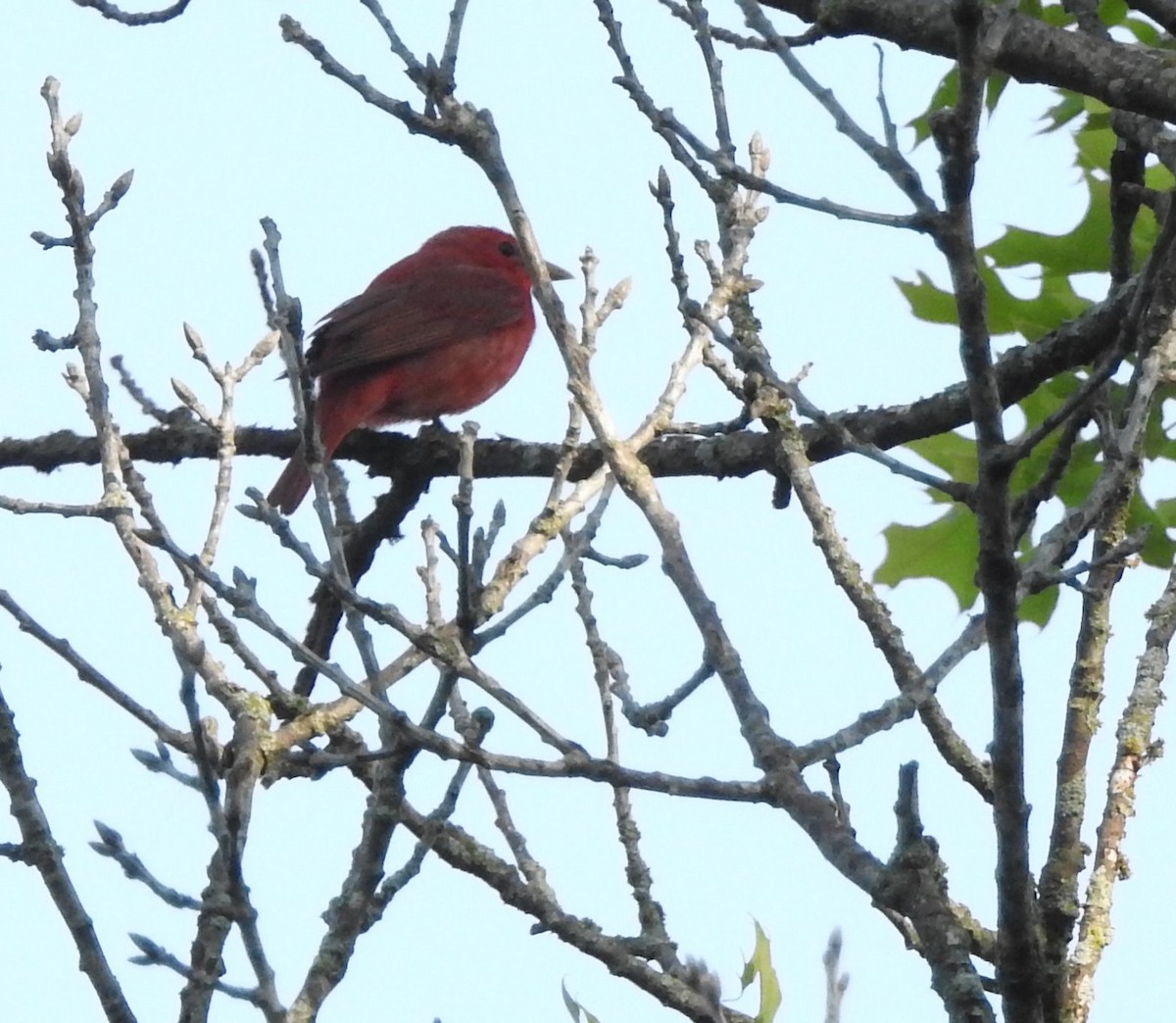 Summer Tanager - ML576306571