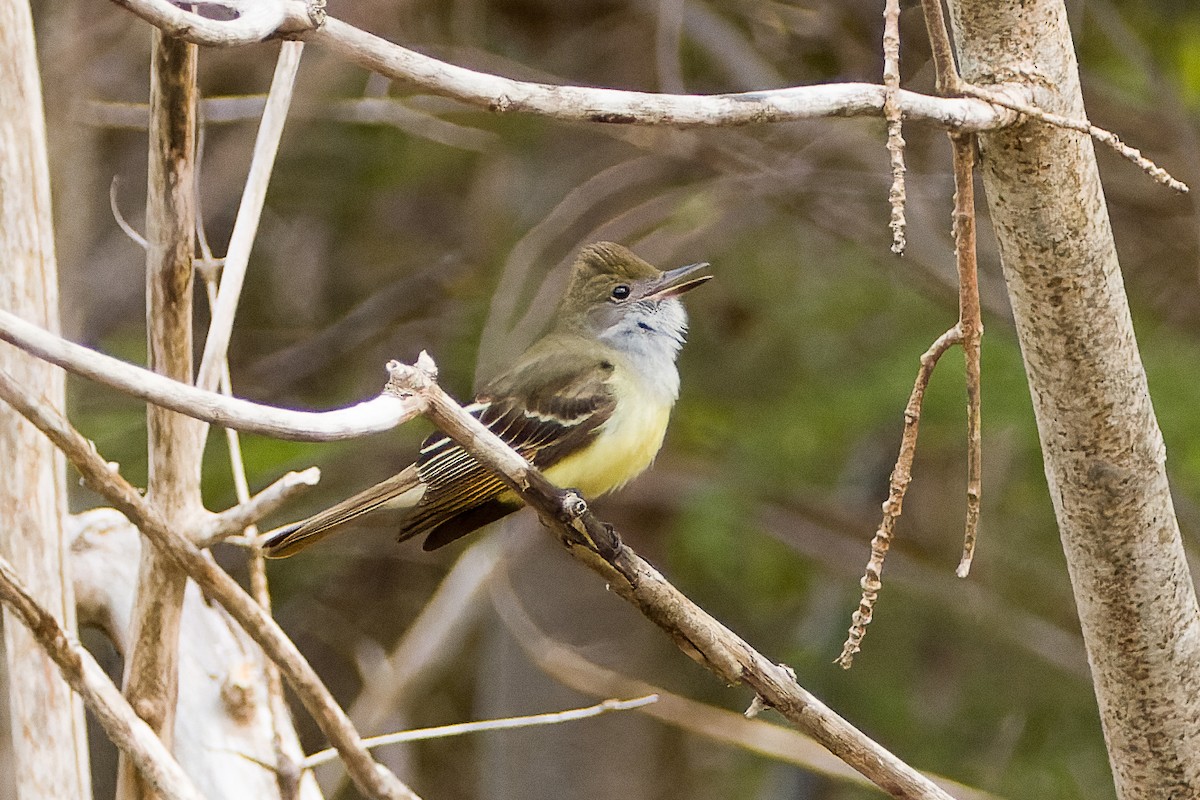 Great Crested Flycatcher - ML576306601