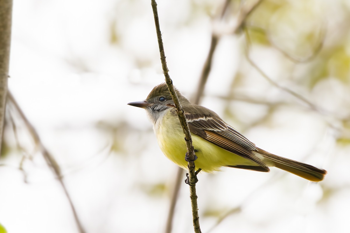 Great Crested Flycatcher - ML576306611