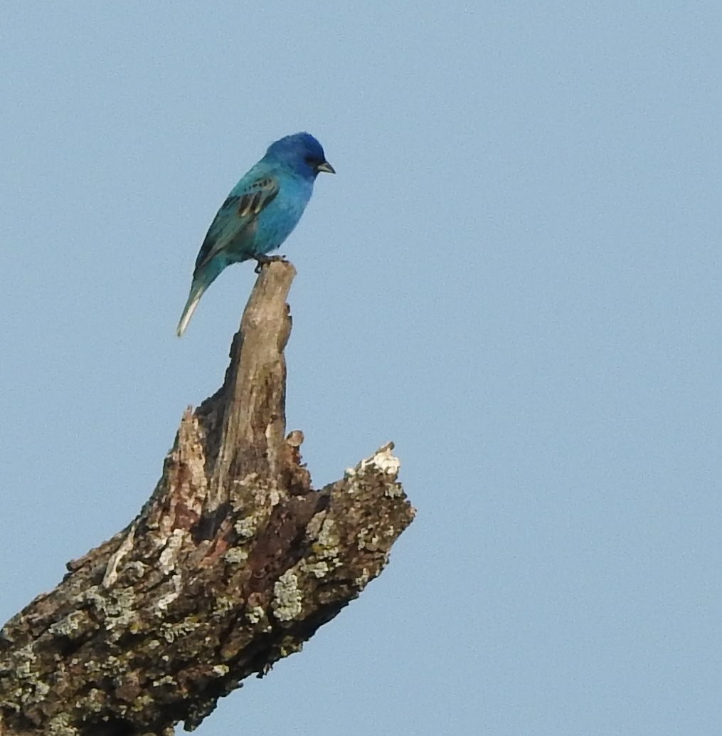 Indigo Bunting - ML576306671