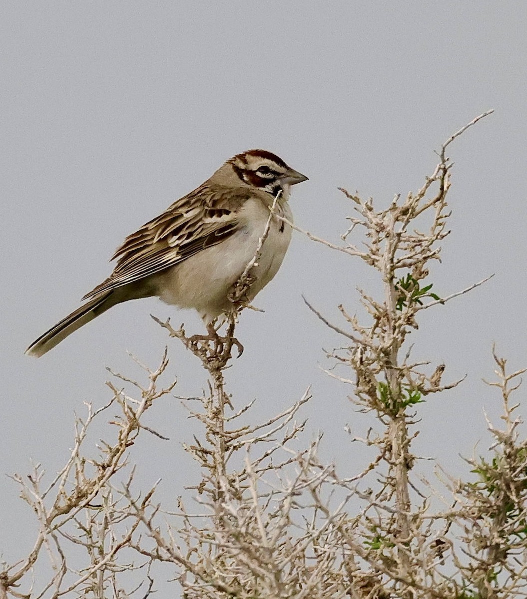 Bruant à joues marron - ML576306721