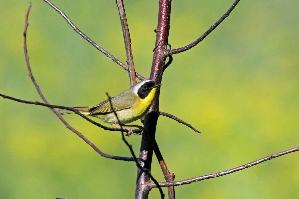 Paruline masquée - ML576307091