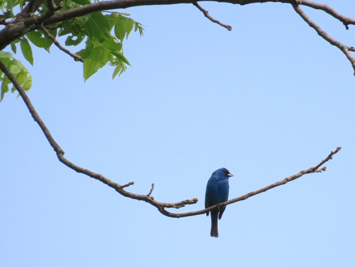 Indigo Bunting - ML576307291