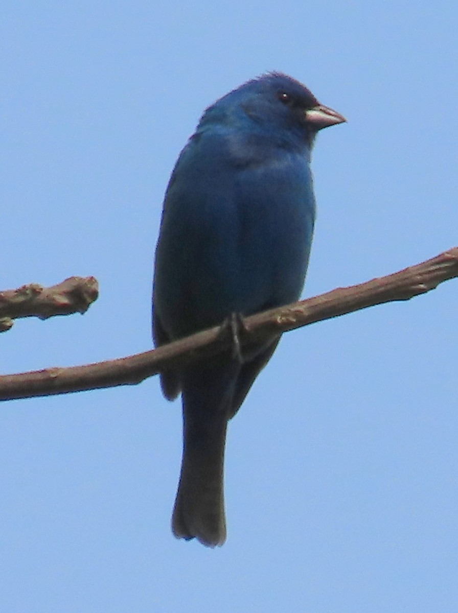 Indigo Bunting - ML576307351