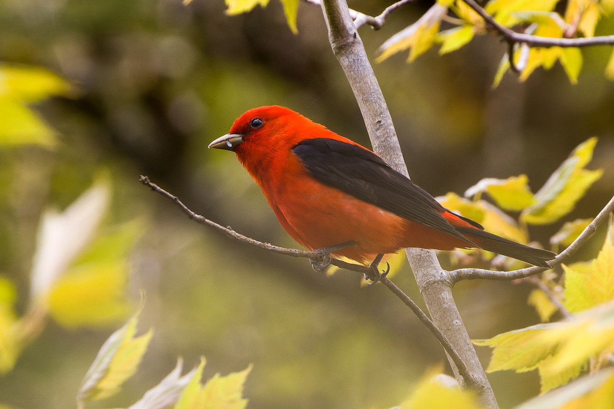 Scarlet Tanager - Kyle Shay