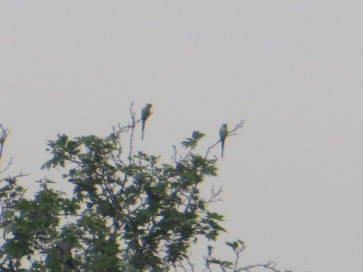 Rose-ringed Parakeet - ML576307551