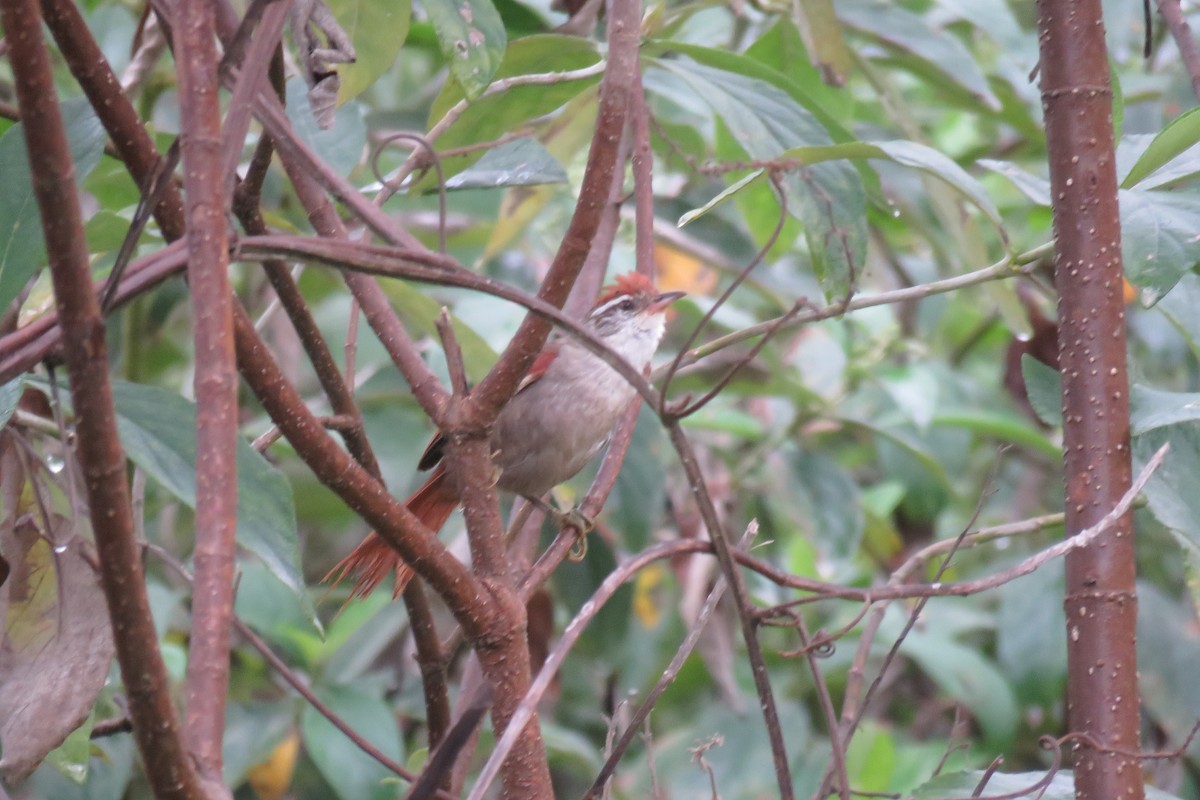 Line-cheeked Spinetail (Line-cheeked) - ML57630781