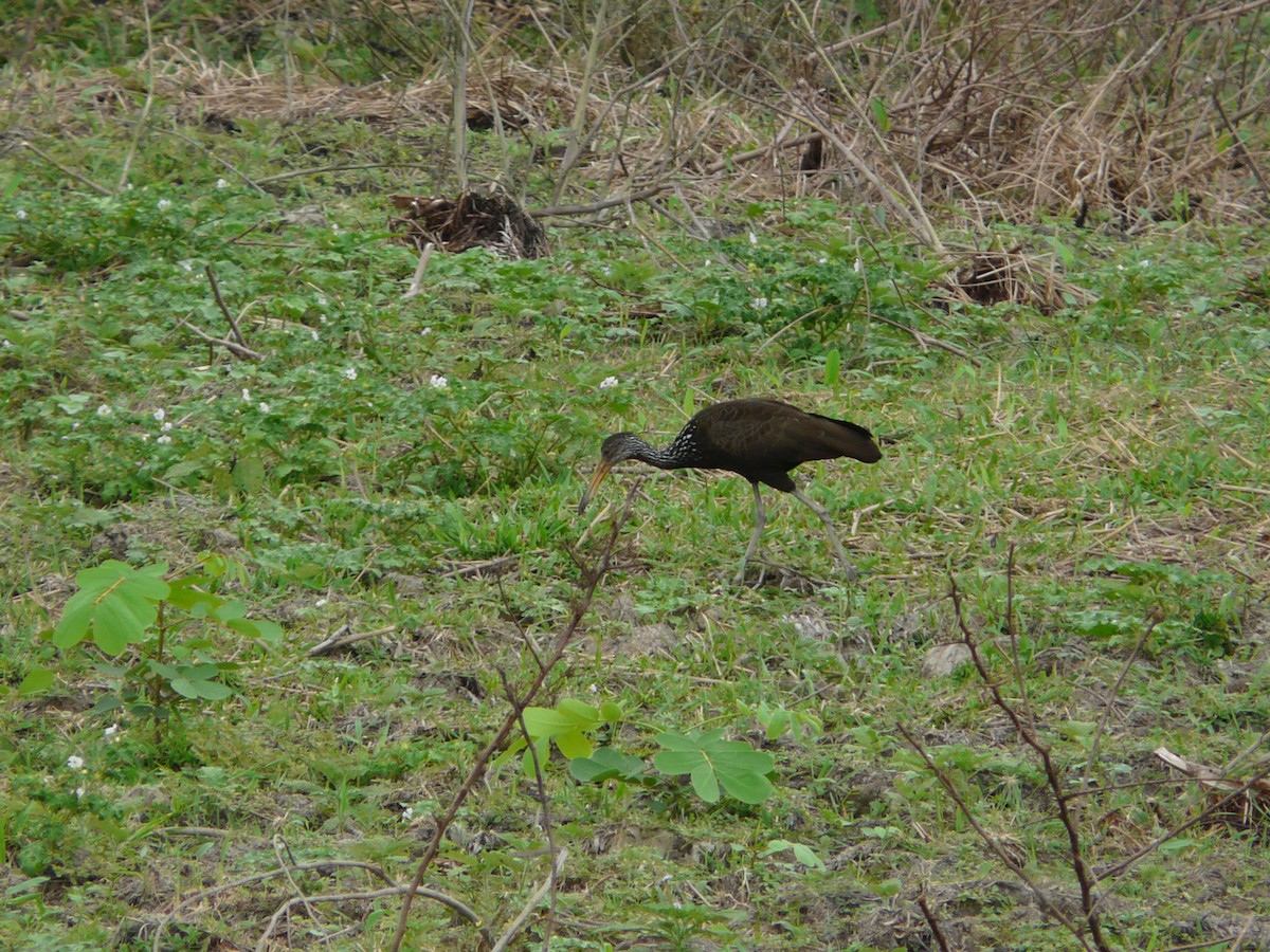 Limpkin - ML576312161