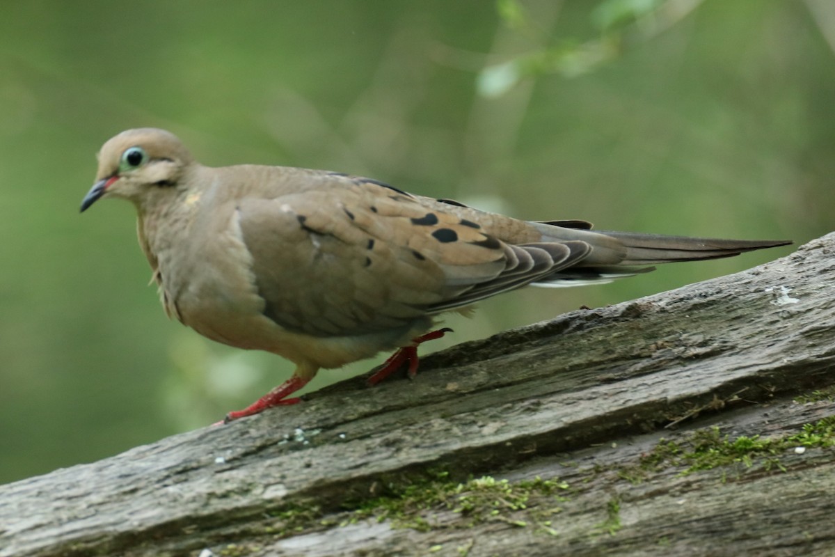 Tourterelle triste - ML576312291