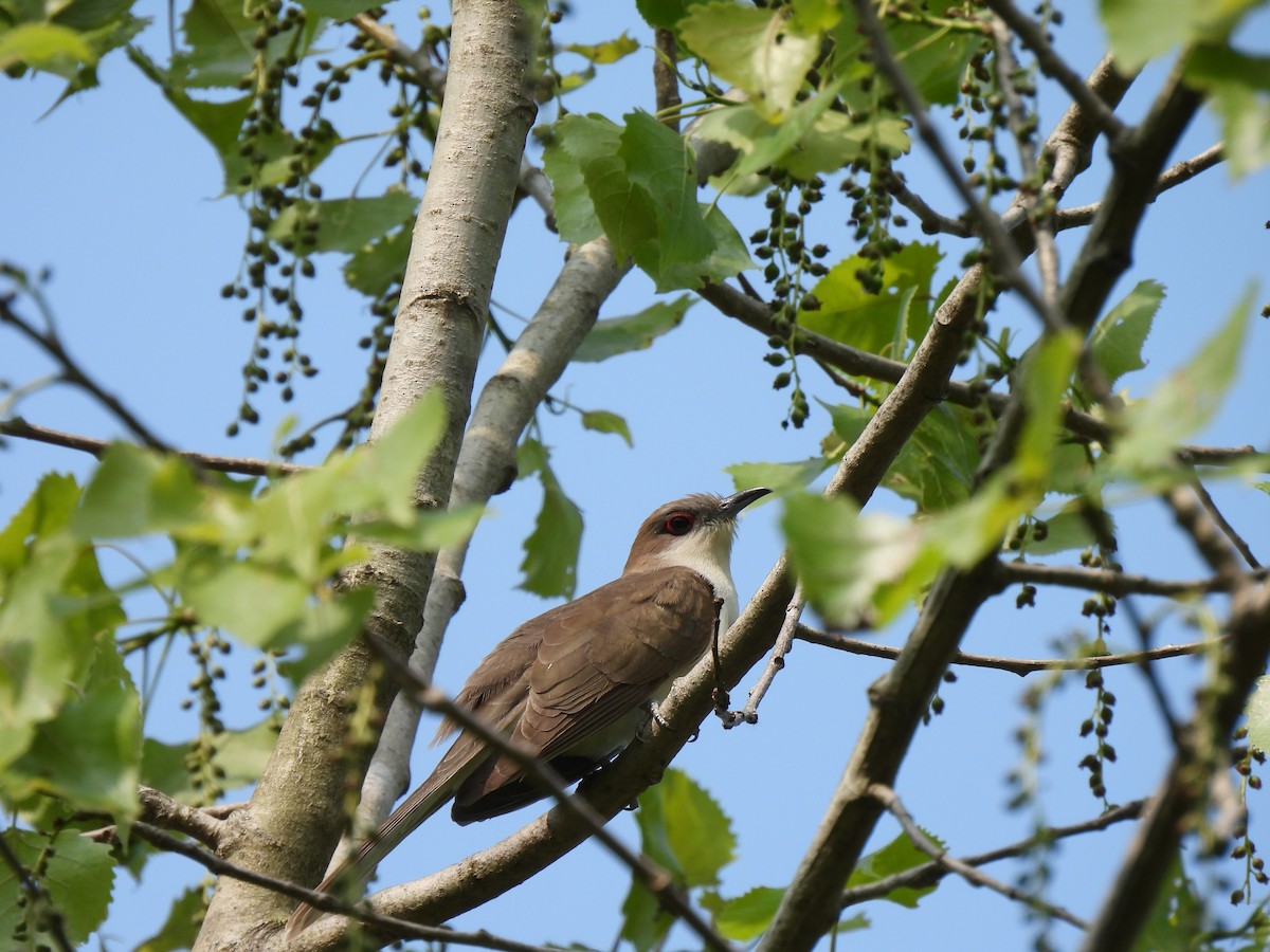 Black-billed Cuckoo - ML576312521