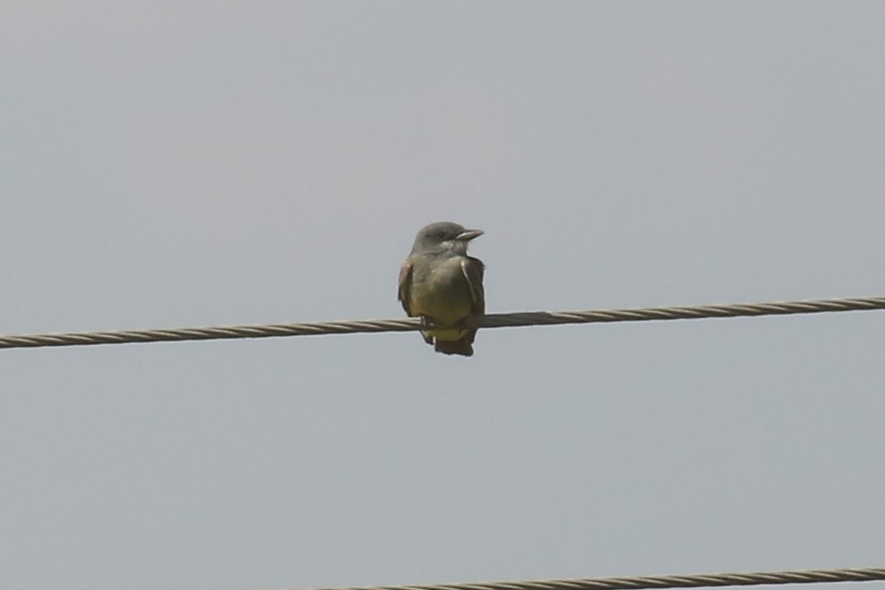 Cassin's Kingbird - ML576314111