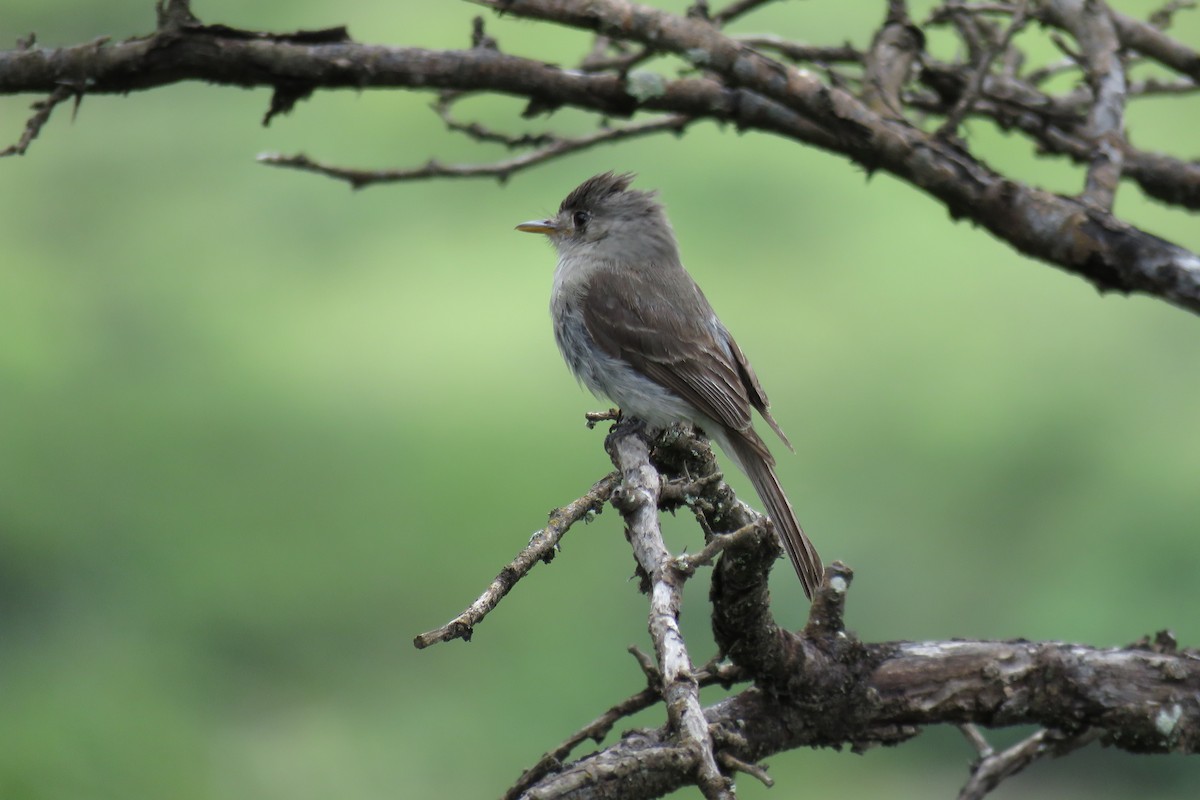 Tumbes Pewee - ML57631521