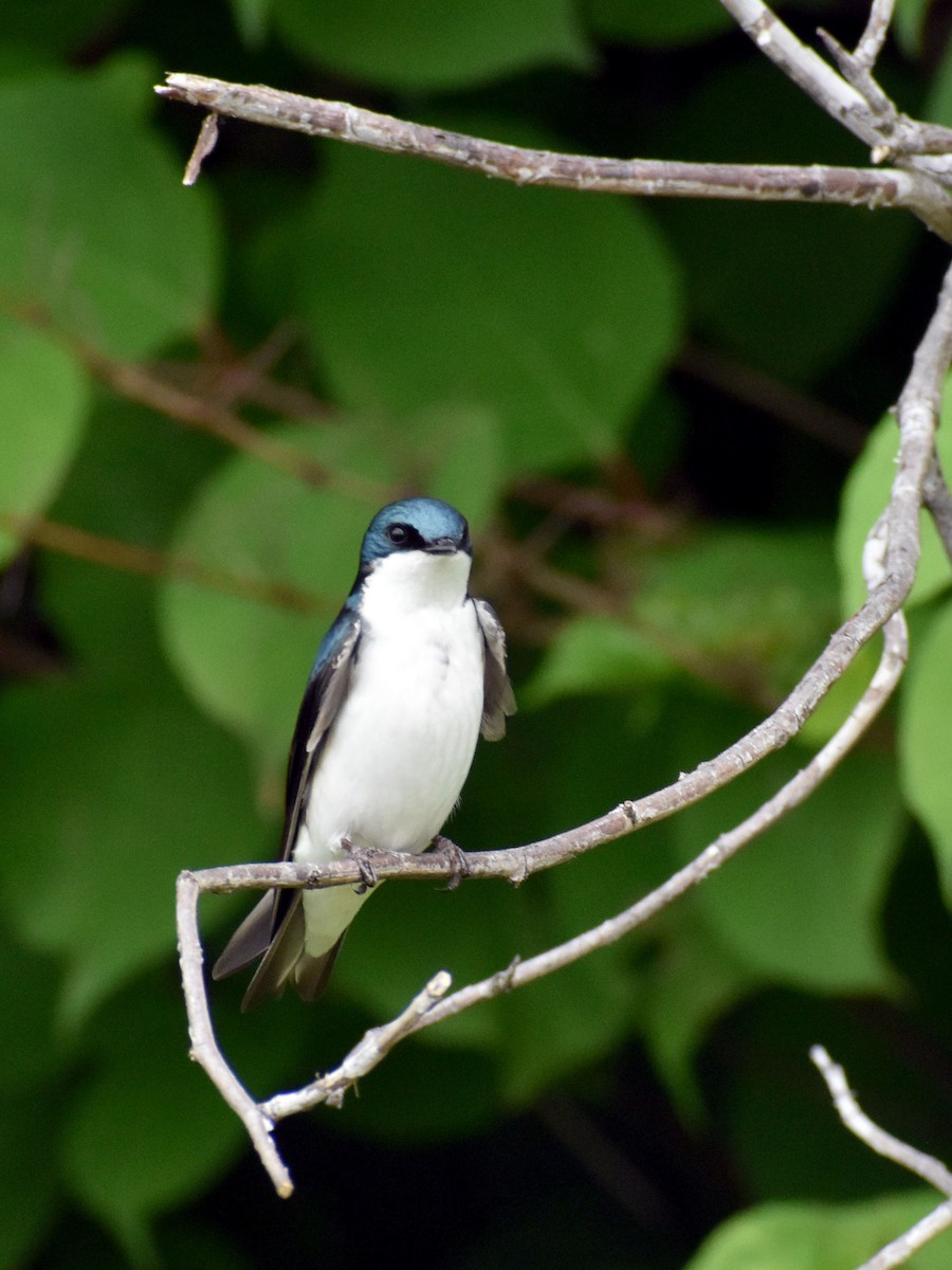 Tree Swallow - ML576315901