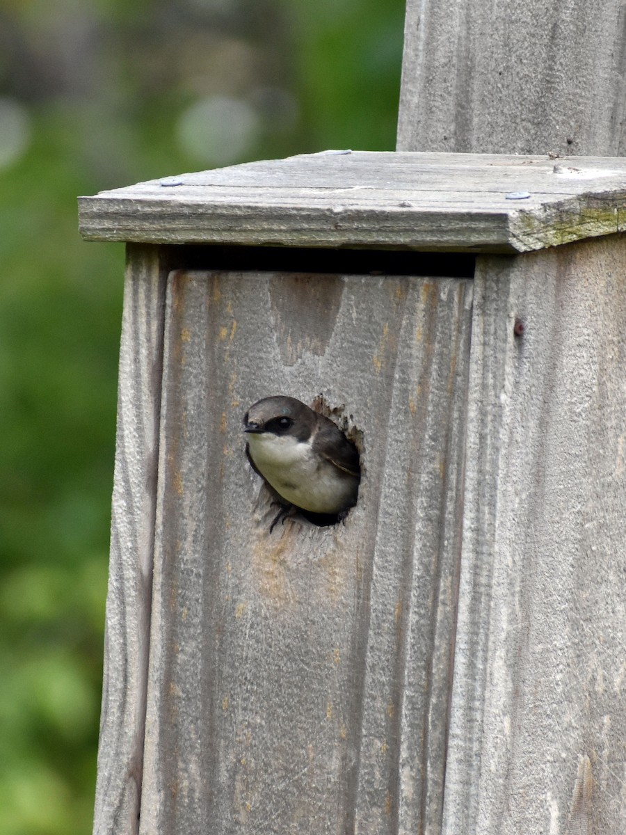 Tree Swallow - ML576315921