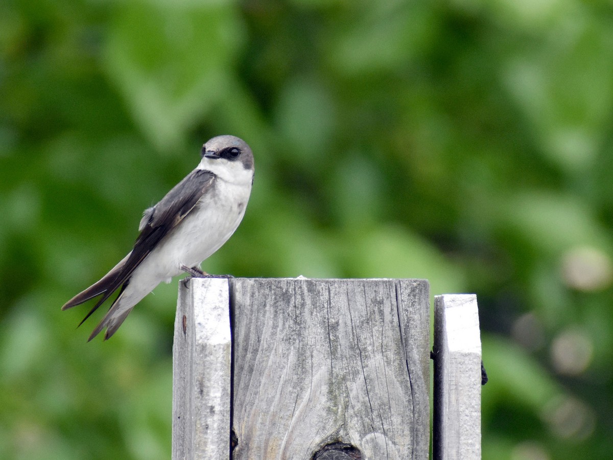 Tree Swallow - ML576315941