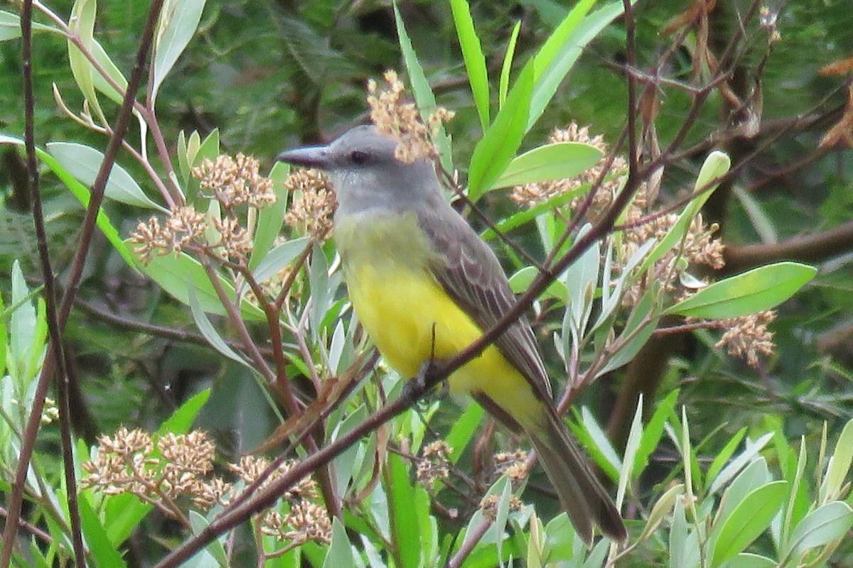 Tropical Kingbird - ML57631661