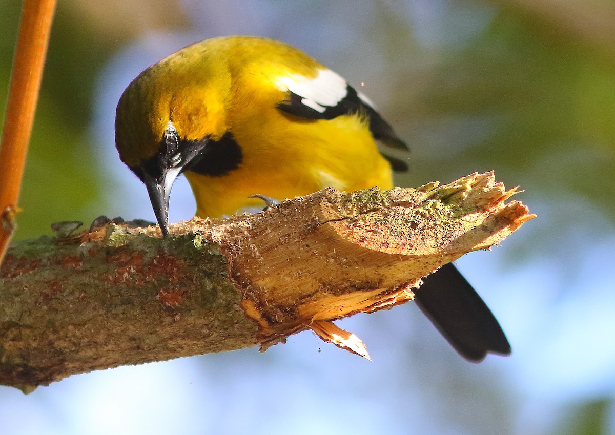 Jamaican Oriole - ML57631701