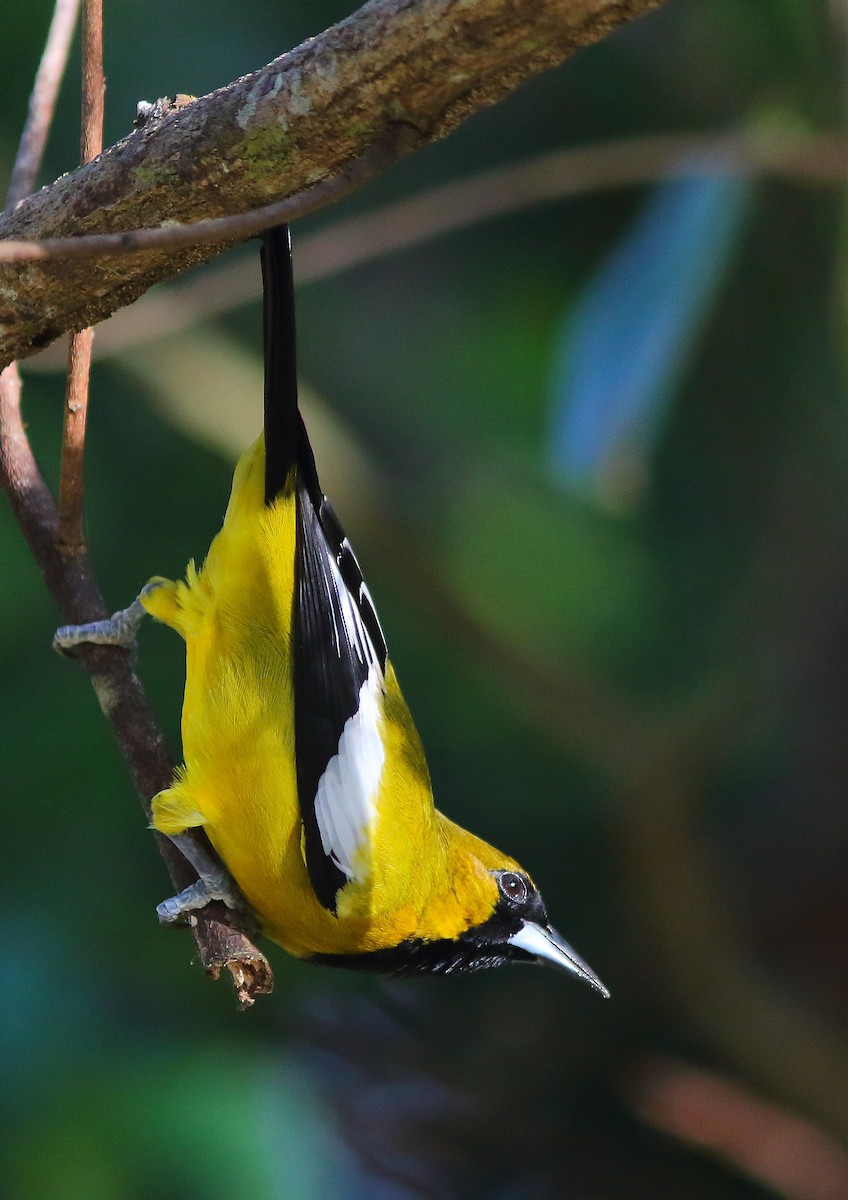 Jamaican Oriole - ML57631721