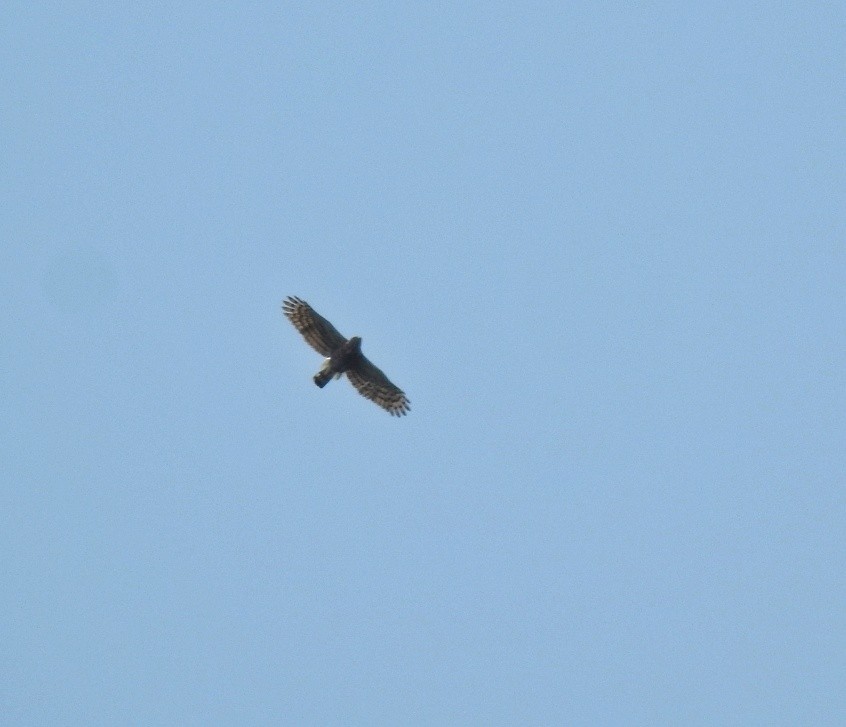 Crested Goshawk - ML576317211