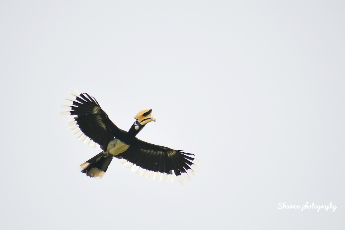 Oriental Pied-Hornbill - ML576317981