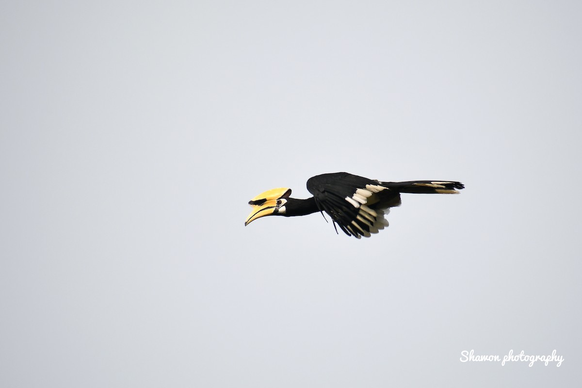 Oriental Pied-Hornbill - ML576318001