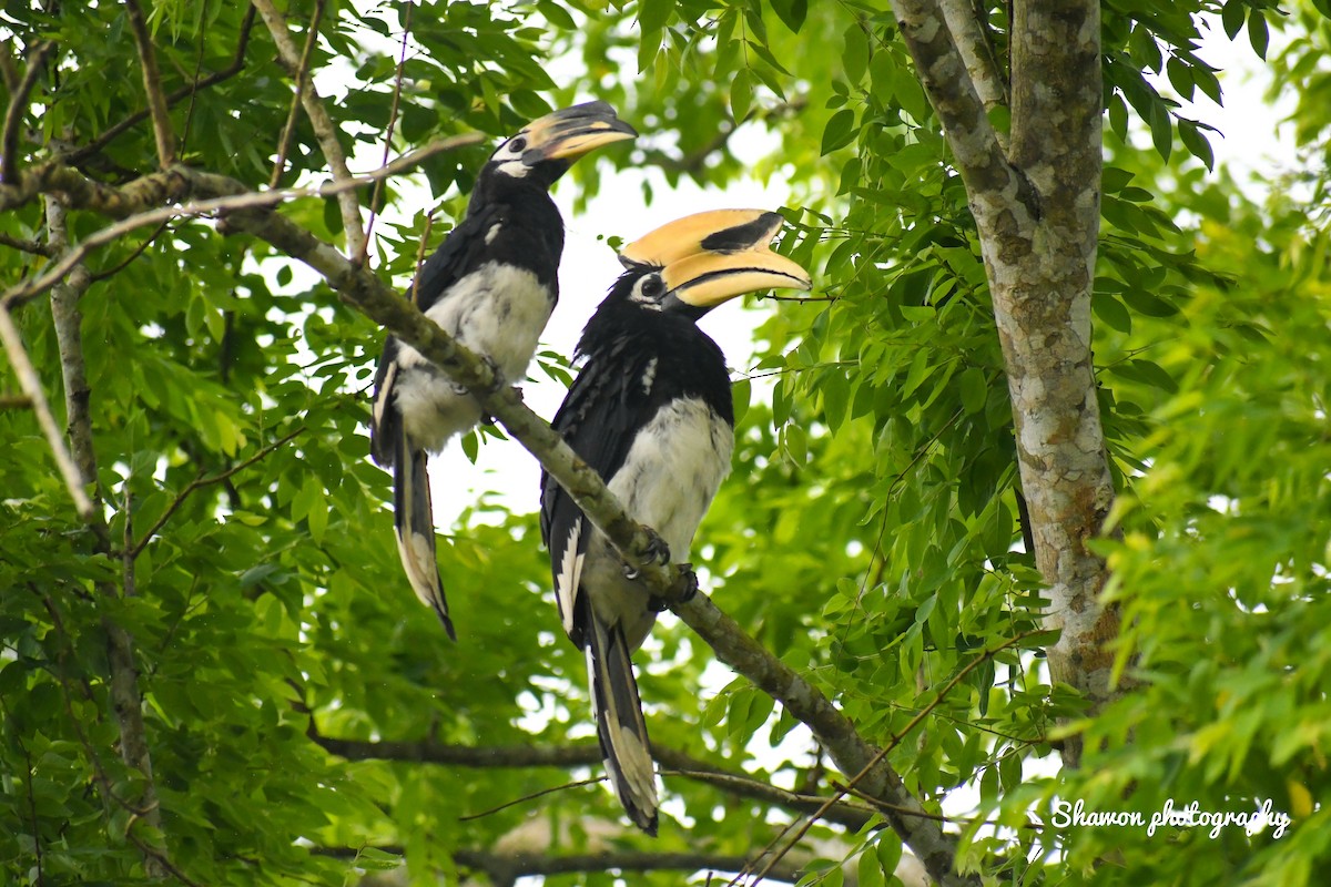 Oriental Pied-Hornbill - ML576318041