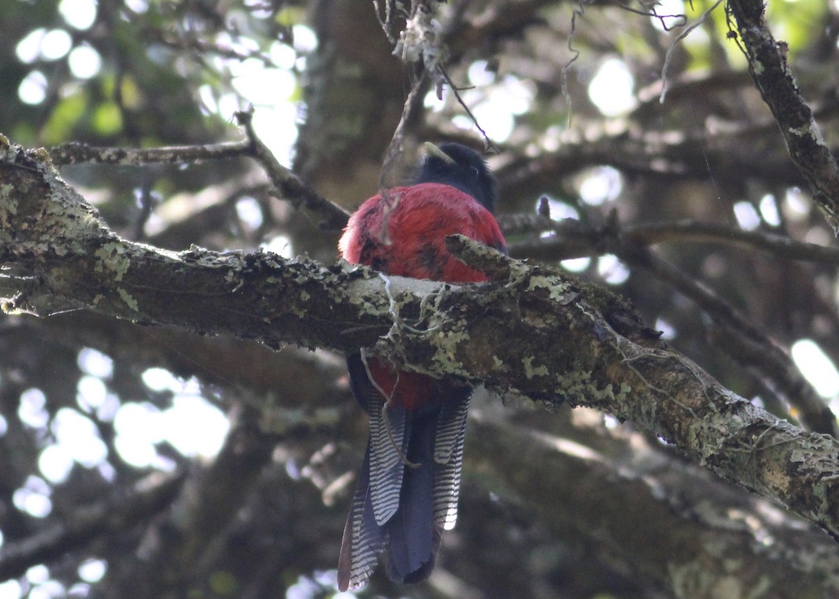 Bar-tailed Trogon - Thomas Plath