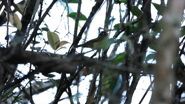 Mosquitero de Anteojos - ML576319681