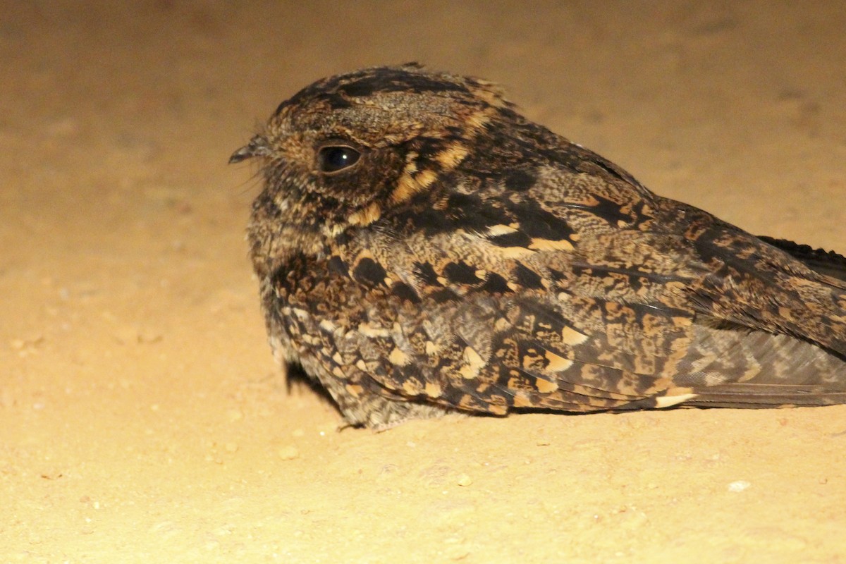 Montane Nightjar (Rwenzori) - ML576320361