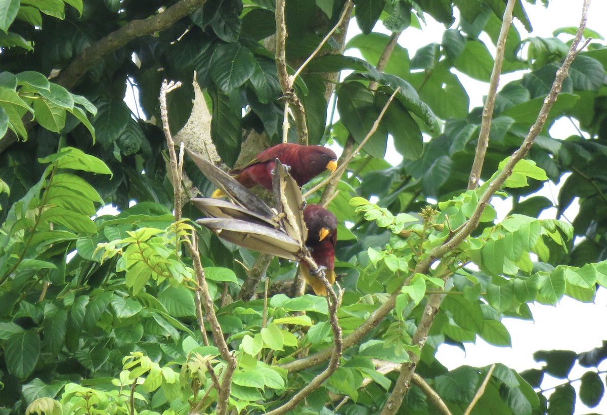 Pohnpei Lorikeet - ML576320891