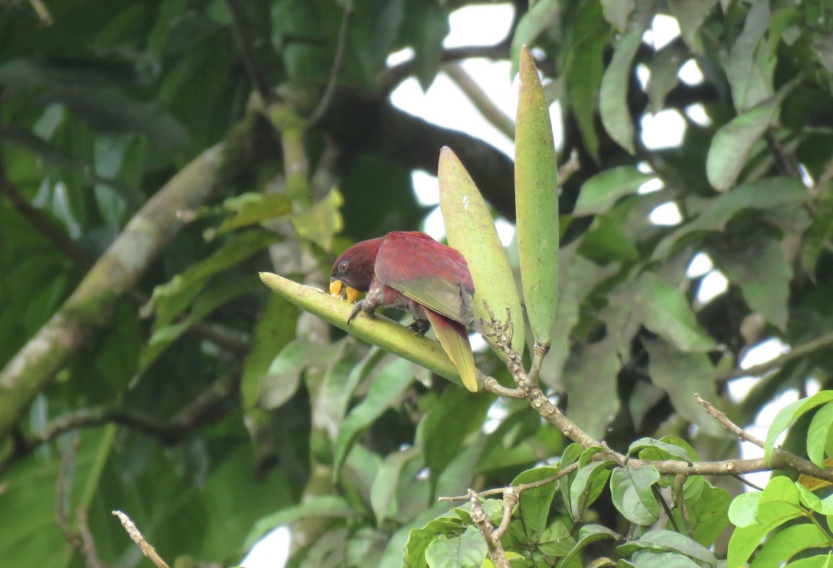 Pohnpei Loriketi - ML576320901