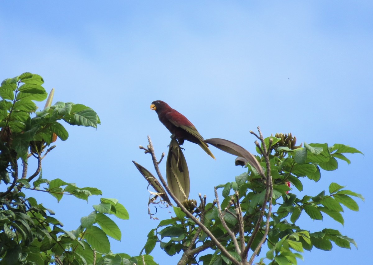 Pohnpei Loriketi - ML576320911