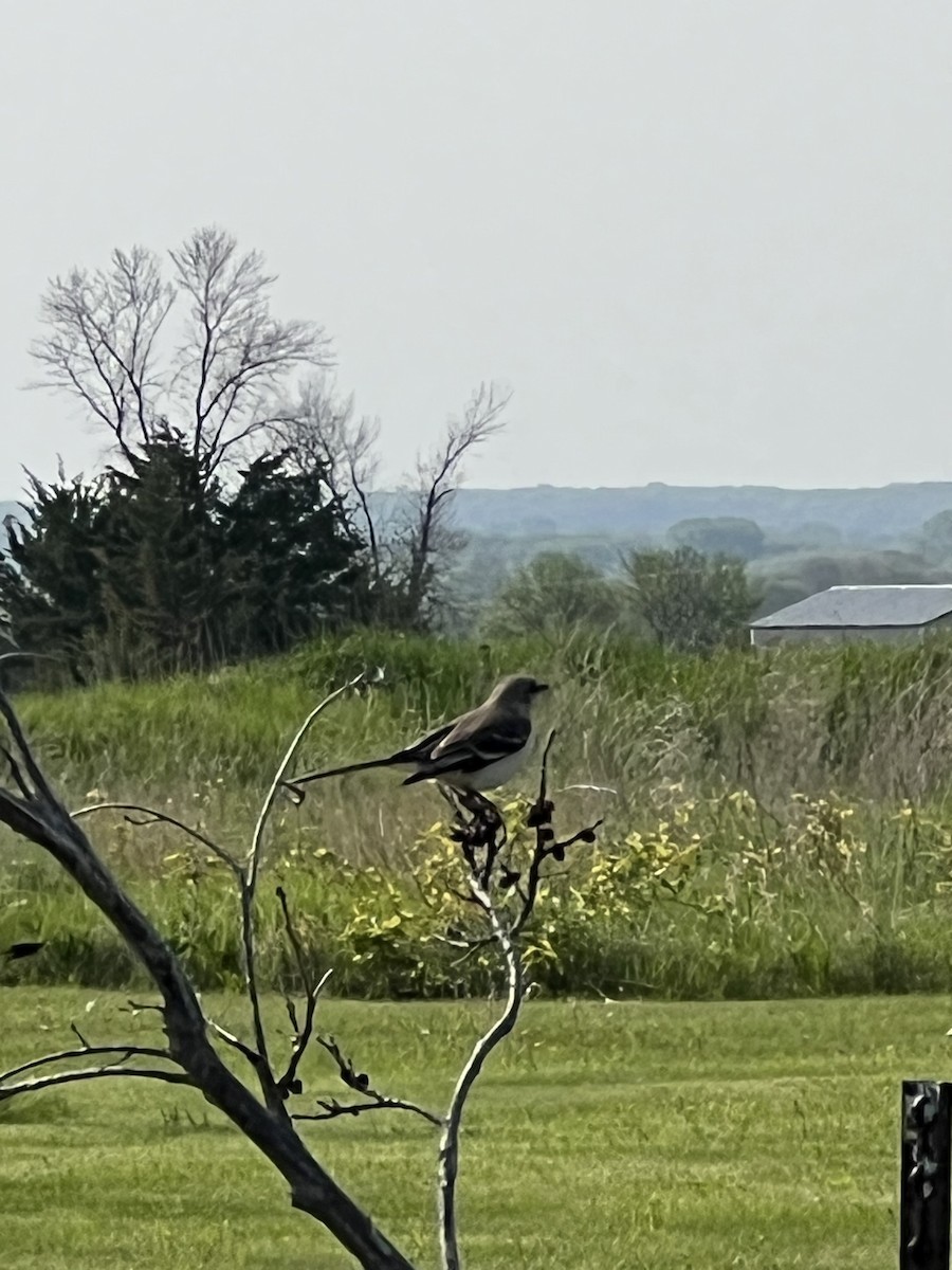 Northern Mockingbird - ML576321031