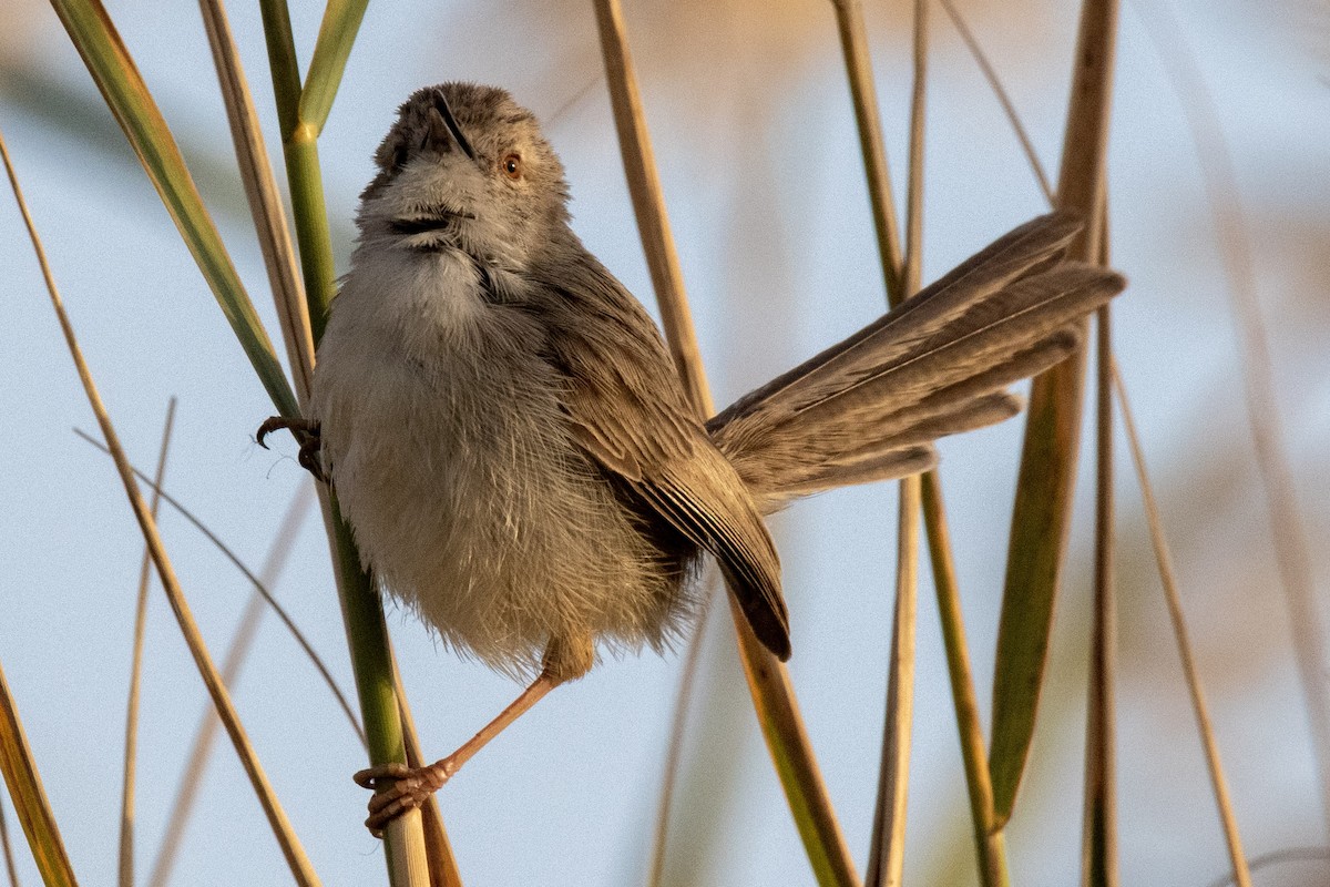 Delicate Prinia - Muhammad Alhujeli