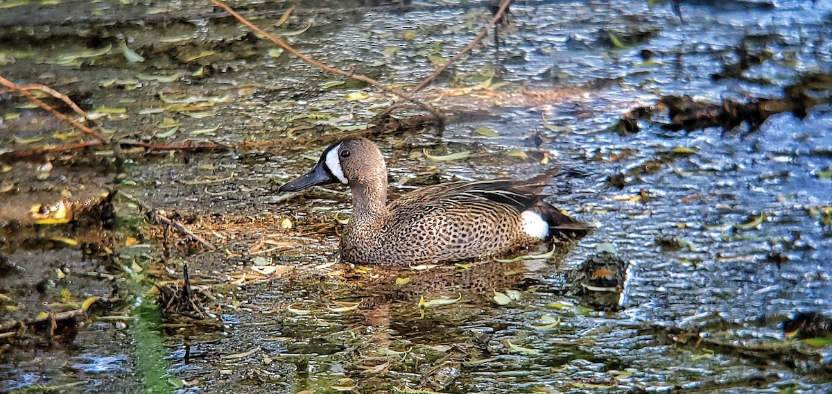 Blue-winged Teal - ML576322171