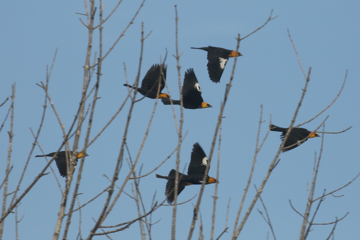 Yellow-headed Blackbird - ML576322311