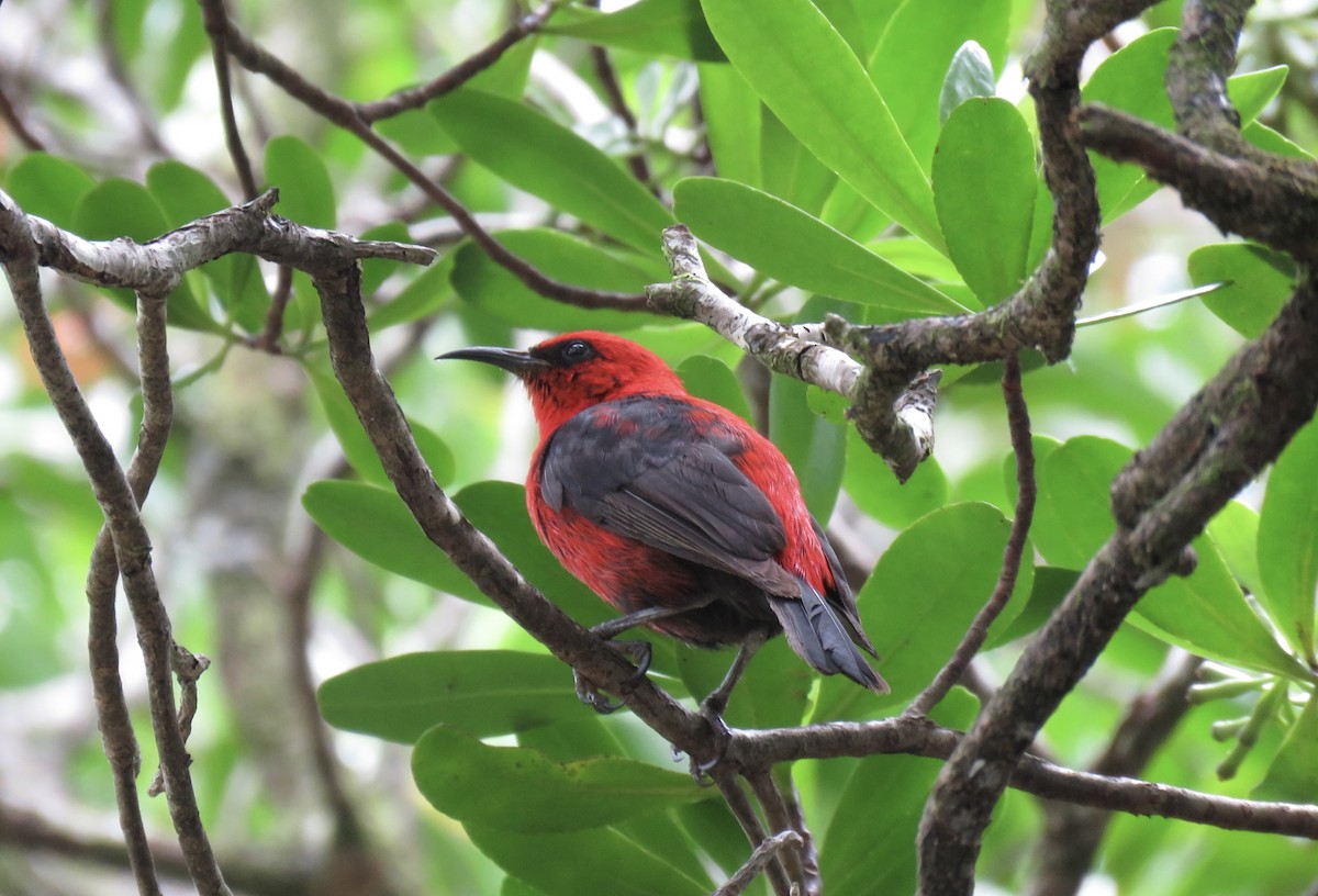 Micronesian Myzomela - ML576322341