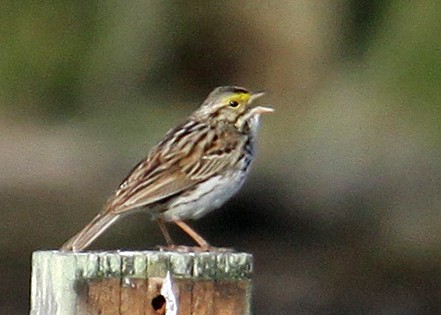 Savannah Sparrow - ML576322761